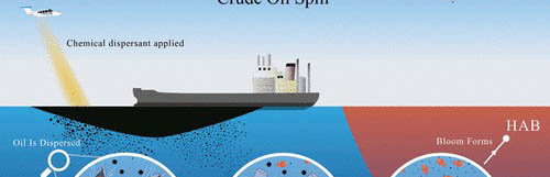 Descubren que el petróleo y sus residuos inducen la metamorfosis en invertebrados marinos petroleo_metamorfosis_invertebrados_marinos
