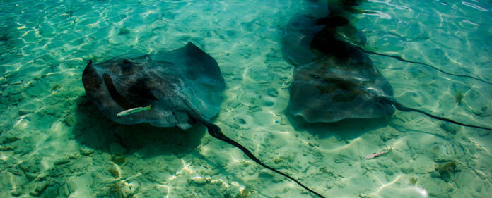 Marine_Beacon_project_IEO