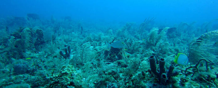 Ayudas_Programa_Pleamar