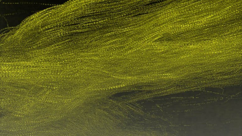 hkz_colision_aves_aerogeneradores