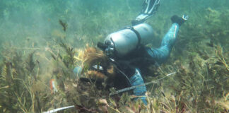 Primer inventario mundial del carbono retenido por las praderas submarinas treball_de_camp_en_pradera_marina