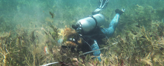 treball_de_camp_en_pradera_marina treball_de_camp_en_pradera_marina